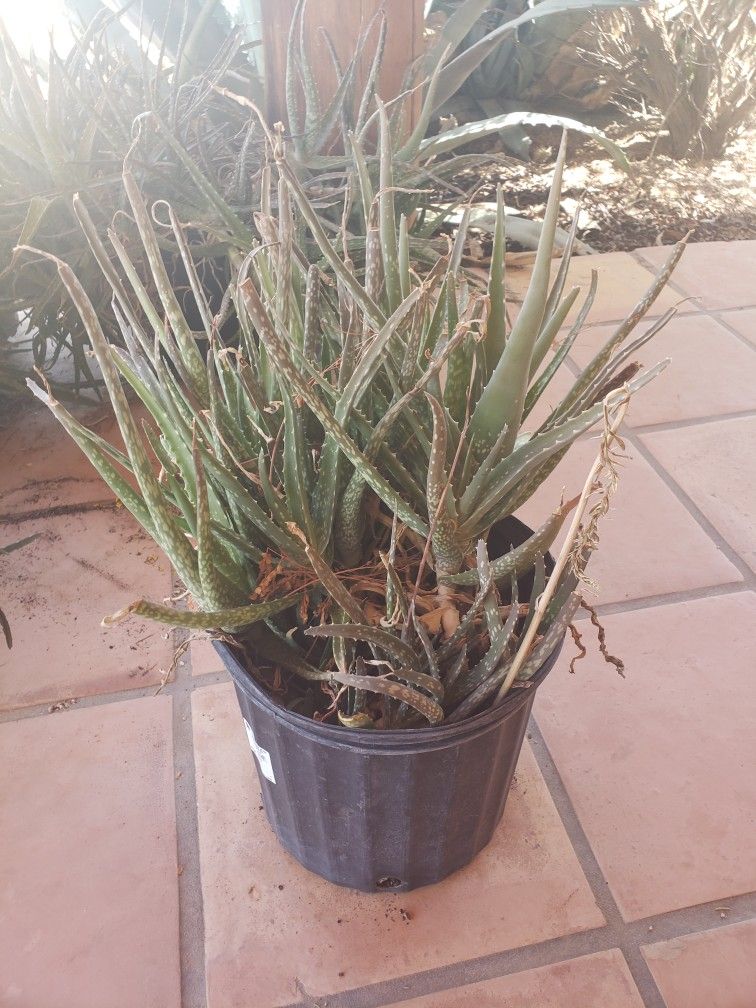 Aloe Vera Plants In Pots