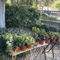 Moving Out Plants Sale In Scripps Ranch!