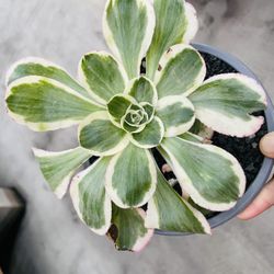 Aeonium Posinden Imported