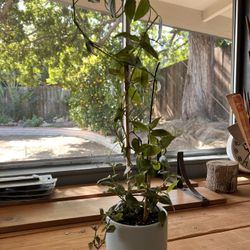 Climbing Plant-Spiderwort