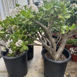 Large Jade Plants 