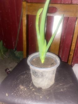Plant