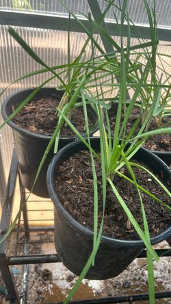 Garlic chives in 1 gal pot