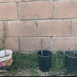 Pomegranate Tree