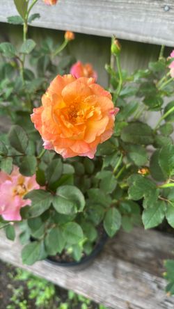 Hybrid Tea Roses 16$