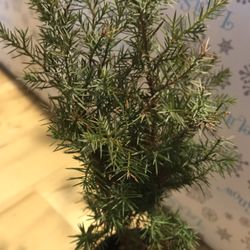 1 Live Juniper Plant In Pot