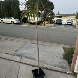 Dracaena 6ft