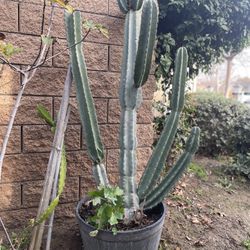 Cactus For Sale
