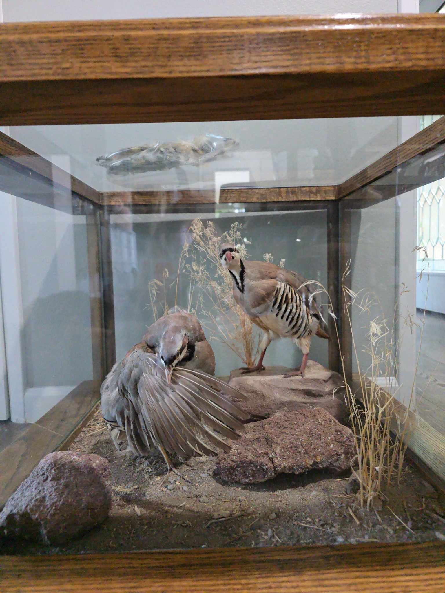 Taxidermy Chukar Glass End Table