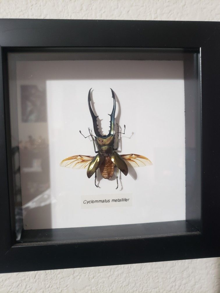 Real Metallic Stuff Beetle Specimen Framed