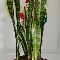 Variegated Snake 🐍 Plant 