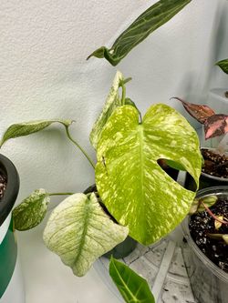 Monstera Mint