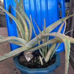 15 Inch Aloe Vera Plant