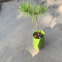 Mermaid Tail In Green Ceramic Pot 