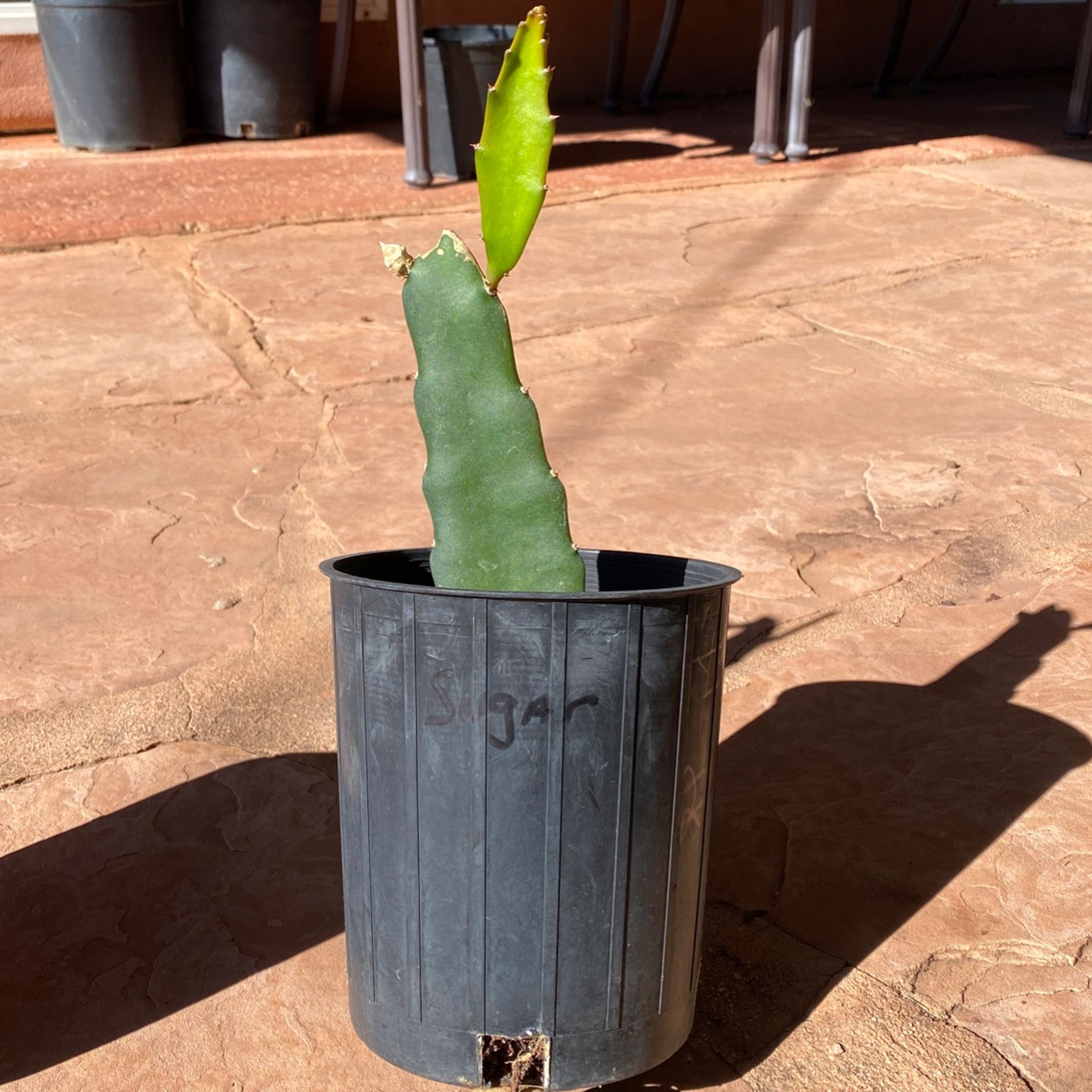 Sugar Dragon Fruit Plant With Pup