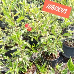 Hibiscus Plants $7