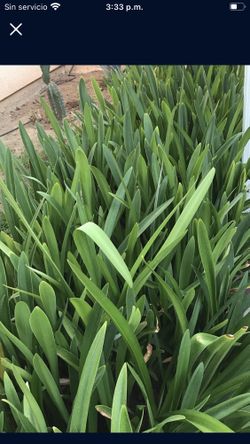 Vendo Amarillos a 8 Dólares La Plantita