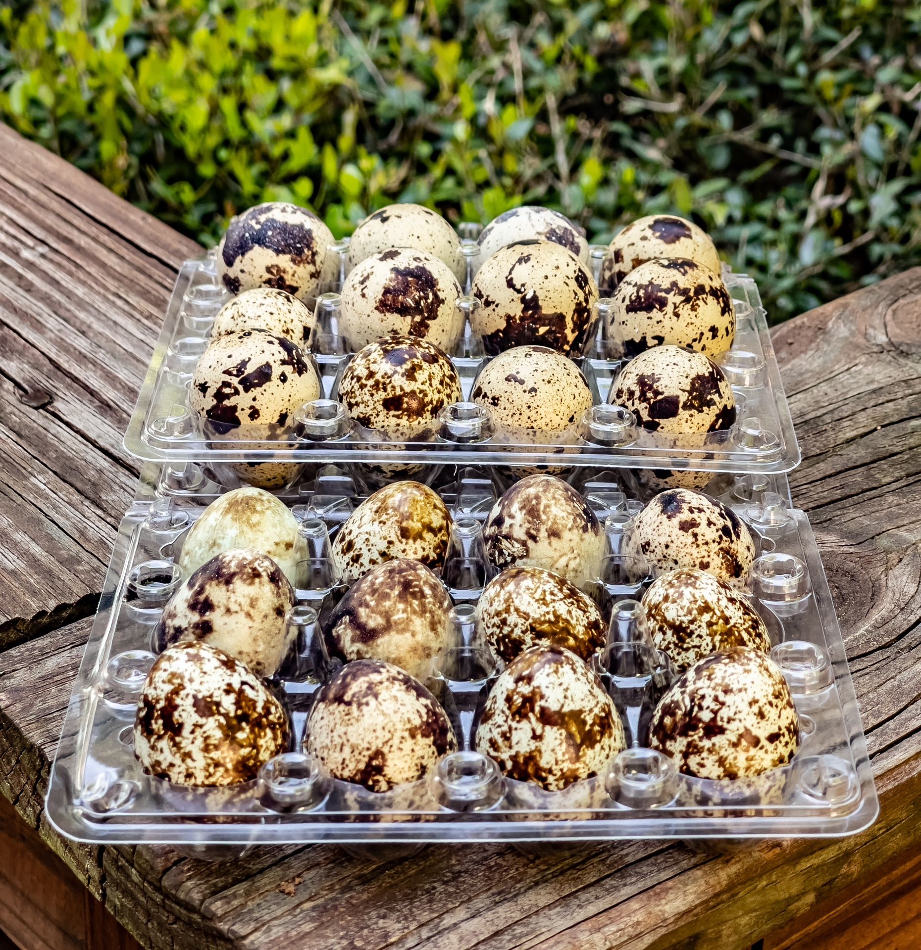 Fresh Quail Eggs