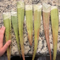 Fresh Aloe Leaf Cuttings