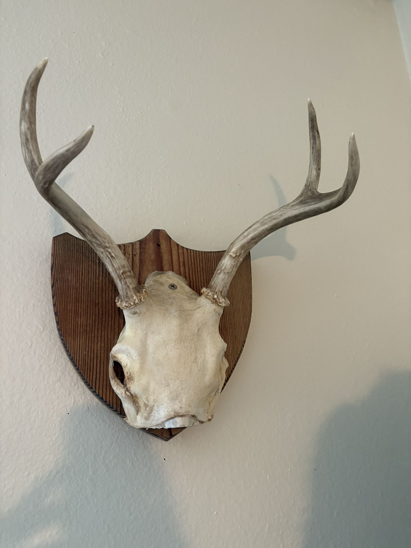 Taxidermy And Oddity Moving Sale!!!