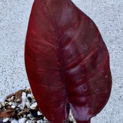 Philodendron Orange Princess Galaxy Variegated