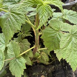 Raspberry Plant 