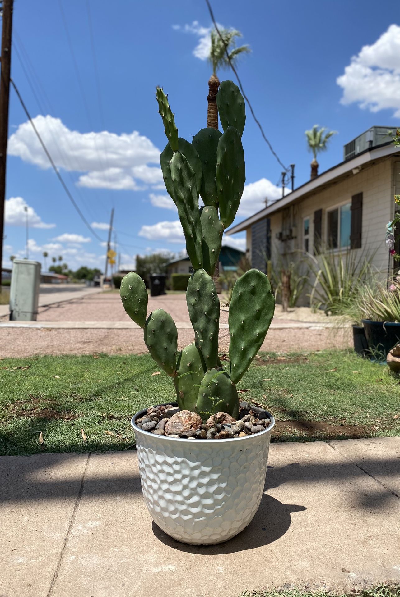 Prickly Pear Cactus Plant