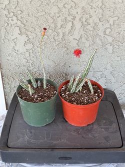 Pickle plants