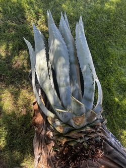 3 Large Agaves