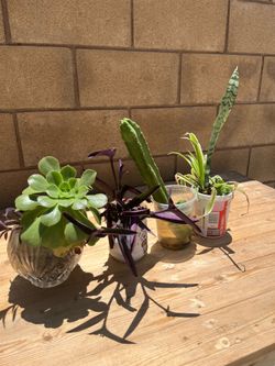 Bundle of plants