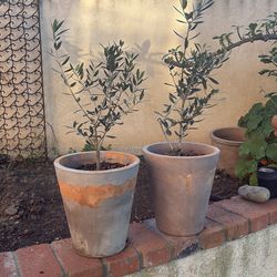 Twin dwarf olive trees