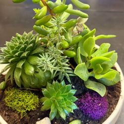 Gorgeous Succulent Garden