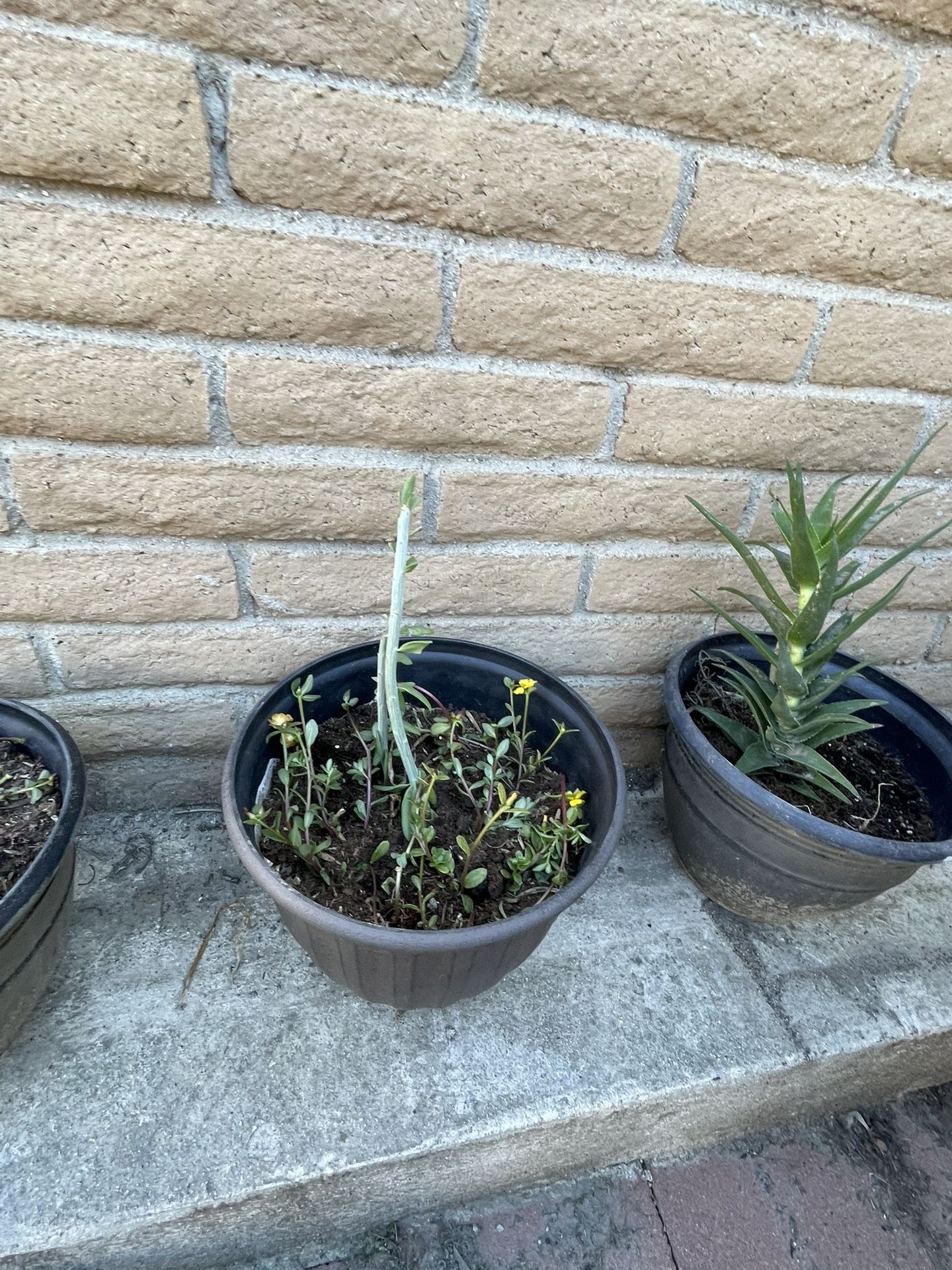 5 Plastic pots Of Beautiful Plants (about A Foot Wide)