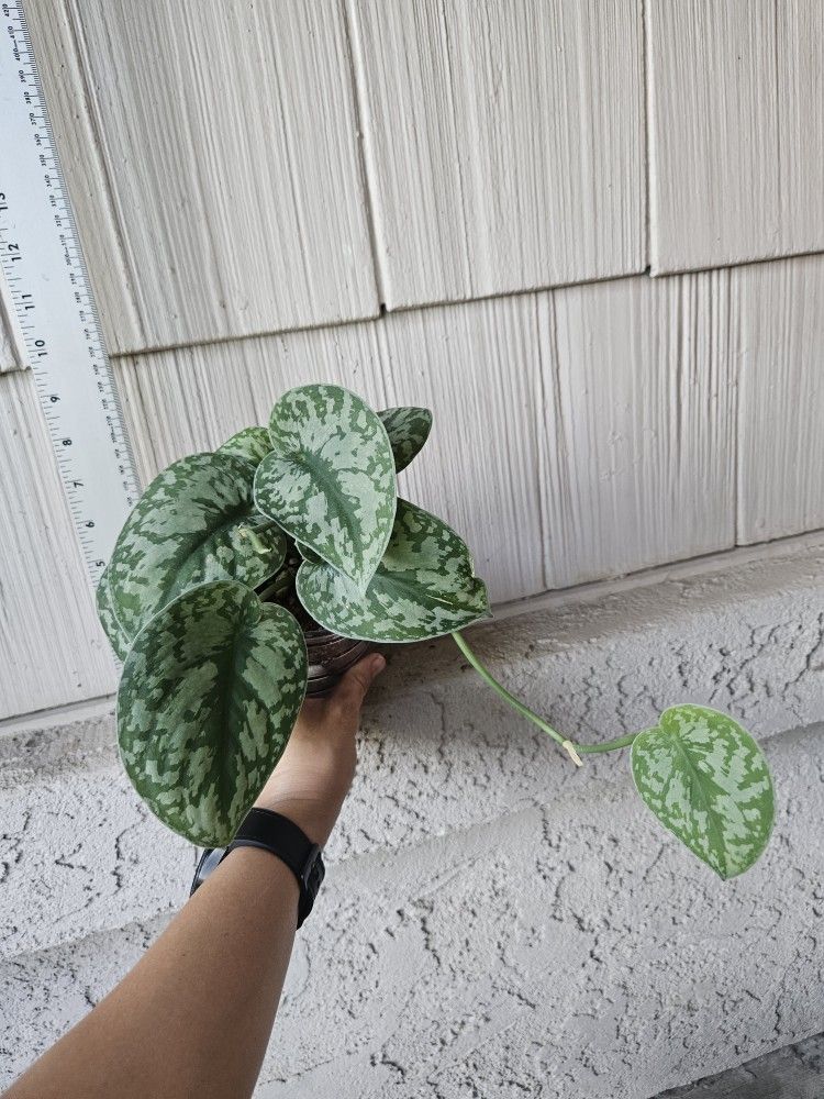 Scindapsus Pictus Exotica Plant 