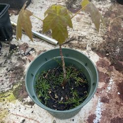 Sugar Maple (Acer saccharum) Sapling 