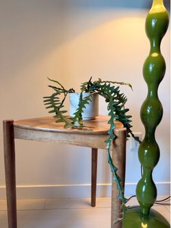 Beautiful Zig Zag Cactus (Fishbone Cactus) in Ceramic Planter & Very Decorative