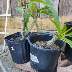 Plumeria 3-gallon 