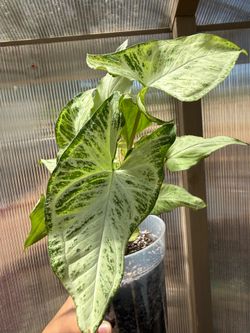 White Butterfly Syngonium