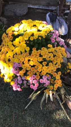 Pot of Flowers