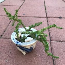 Beautiful Cute Succulent Plant Flower In Ceramic Pot 🪴 Bonsai Patio Yard Home 