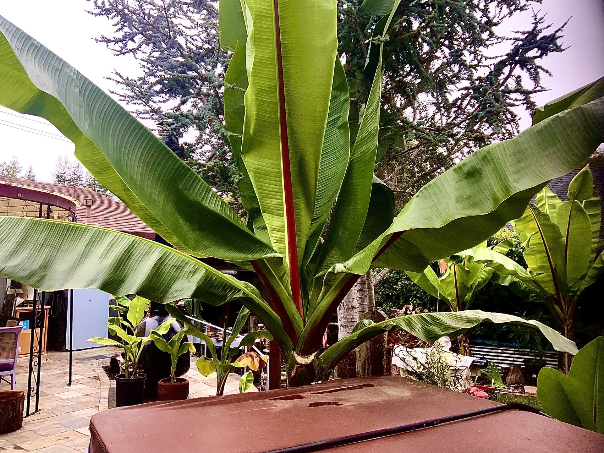 Banana Plants /seeds