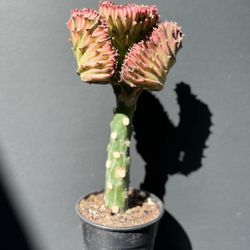 Euphorbia Lactea "Cristata" in 4 inch Pot RARE