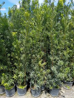 Podocarpus over 5 to 7 feet tall instant privacy hedge for fence minimum qty 50+
