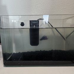 Fish Tank With Betta
