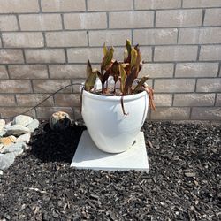 Various Pots For Sale