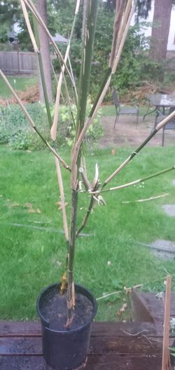 Bamboo Plant For Sale