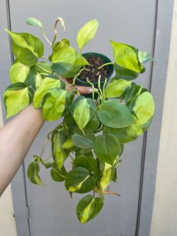 Philodendron Brasil Trailing House Plant 4” Pot