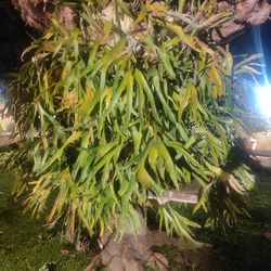 Massive Staghorn Fern