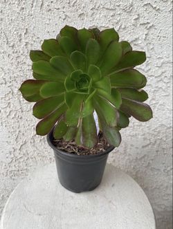 6 Inch Pot Succulent Plant - Aeonium Arboreum - Tree Aeonium - Black and Green - Rooted & Established - Drought Resistant 🪴