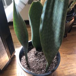 Whale Fin Sansevieria 